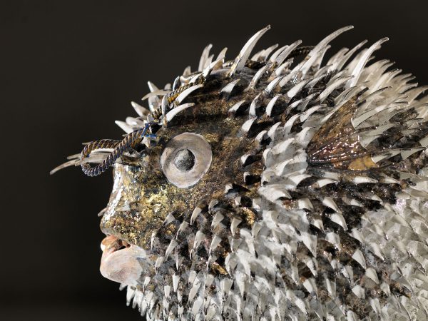 Isaia Zilli - Blowfish